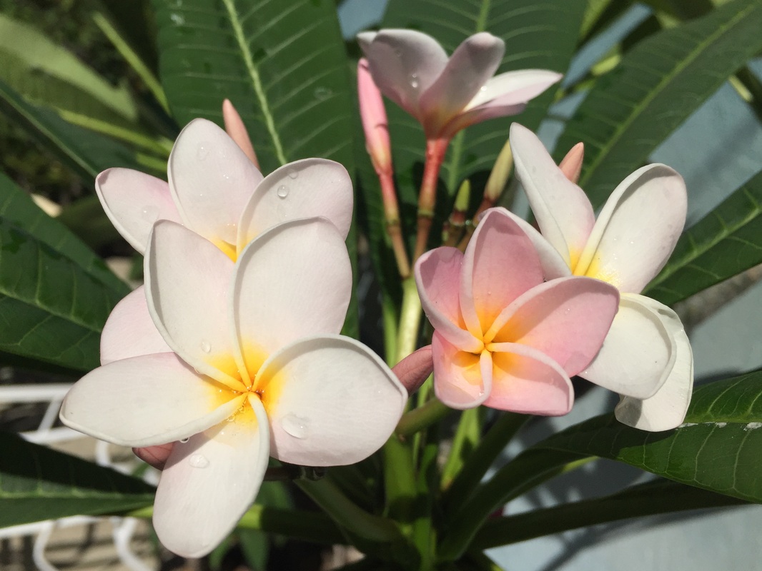 Mixed Colors - THE PLUMERIA PLACE