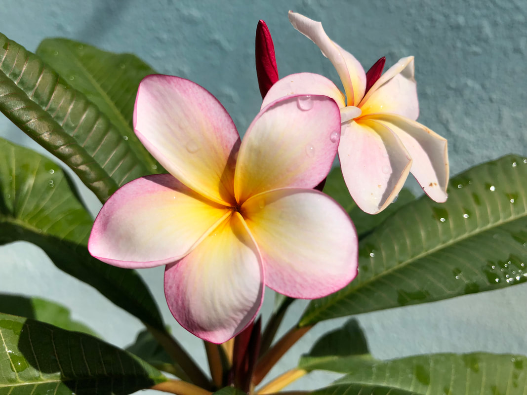 Mixed Colors - THE PLUMERIA PLACE